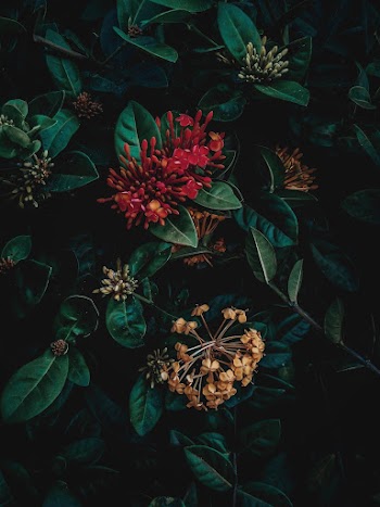Red-petaled Flower