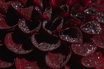 Red Petaled Flower