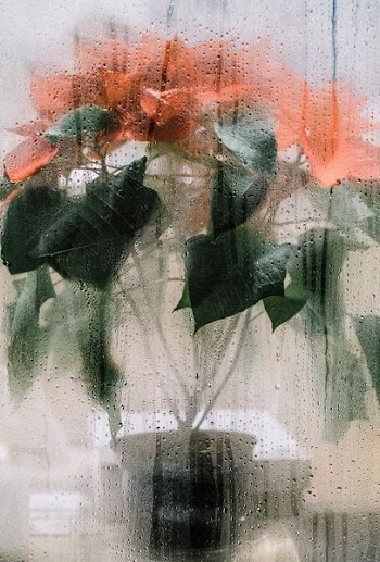 red petaled flower bouqeut