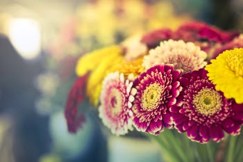 Red Petaled Flower Close-up Photography