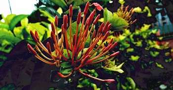 Red Petaled Flower Close Up Photography