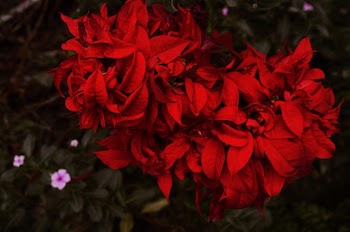 Red Petaled-flower Close-up Photography