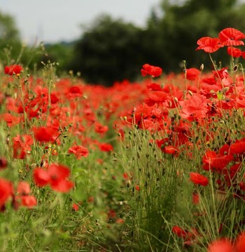 red petaled flower field at daytime