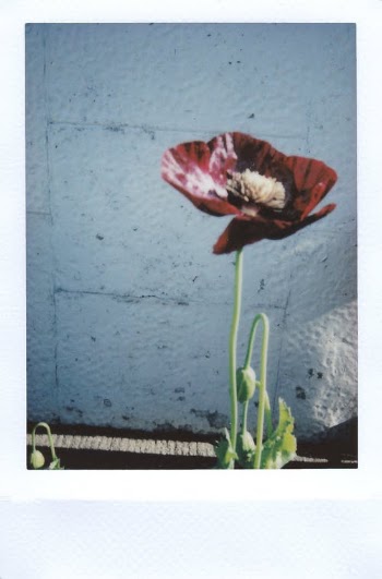Red Petaled Flower  · Free Stock Photo