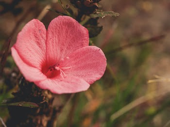 Red Petaled Flower in Bloom