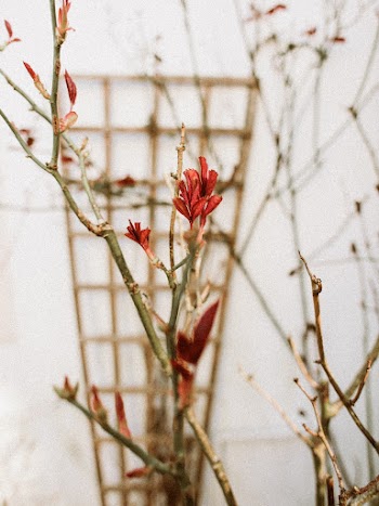 Red Petaled Flower Near White Wall