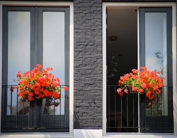 Red Petaled Flower On Terrace