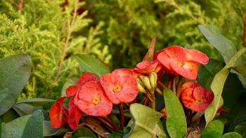 Red Petaled Flowers