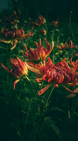 Red Petaled Flowers