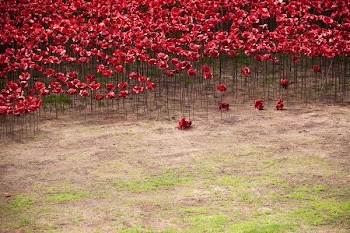 red petaled flowers