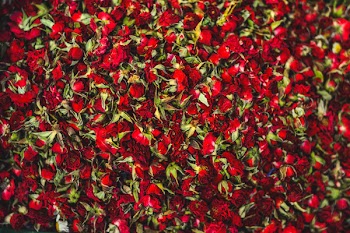 Red Petaled Flowers