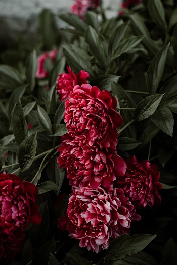 Red Petaled Flowers