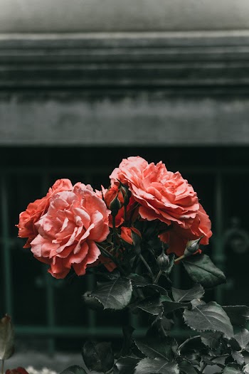 Red Petaled Flowers