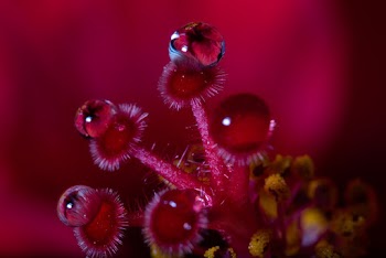 Red Petaled Flowers