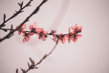 Red-petaled Flowers