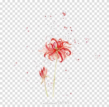 Red petaled flowers illustration, Watercolor painting Drawing, Watercolor Chrysanthemum transparent background PNG clipart