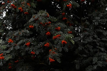 Red Petaled Flowers in Bloom