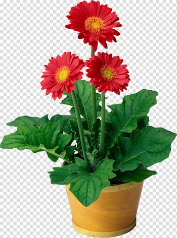Red petaled flowers in plant pot , Flowering plant Flowering plant Transvaal daisy Houseplant, Pot plant transparent background PNG clipart