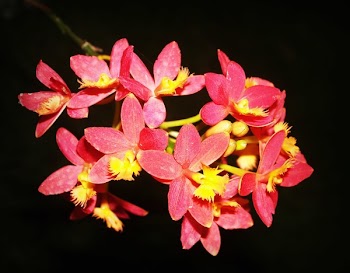 Red Petaled Flowers in Selective Focus Photography