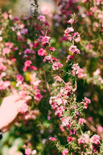 Red Petaled Flowers in Selective Focus Photography