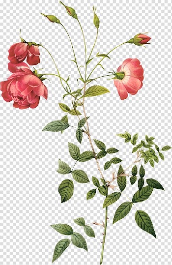 Red petaled flowers isolated on blue background, Rosa chinensis Centifolia roses Botany Hybrid tea rose Botanical illustration, Hand-painted roses transparent background PNG clipart