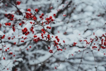 Red-petaled Flowers on Braches