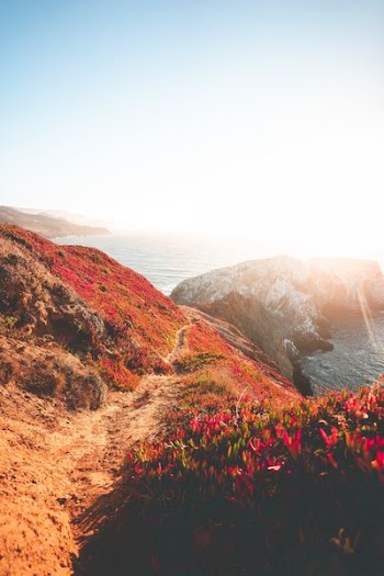 red petaled flowers on mountain during daytime