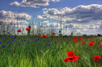 Red Petaled Flowers With Blue Petaled Flowers on a Field during Daytime