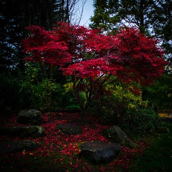 Red Petaled Tree