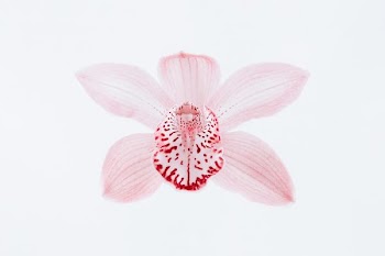 red petals
