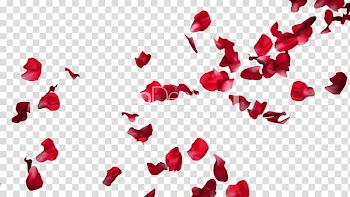 Red petals, Rose Petal Flower, Rose Petals Pic transparent background PNG clipart