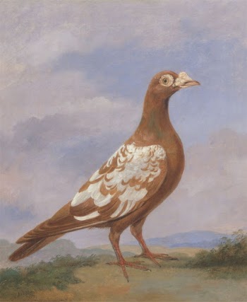 Red pied carrier | Free Photo - rawpixel