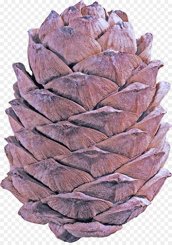 red pine sugar pine plant conifer cone tree