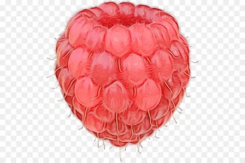 red pink fruit plant food