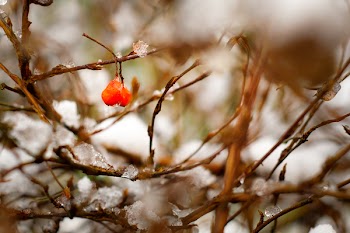 Red Plant