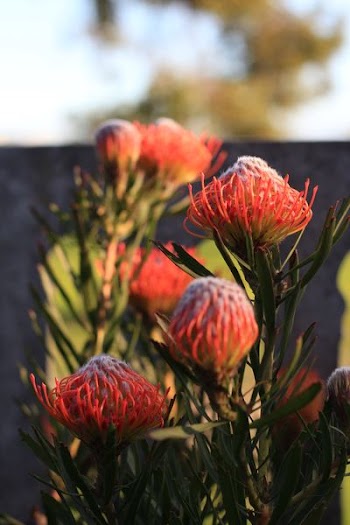 red plants