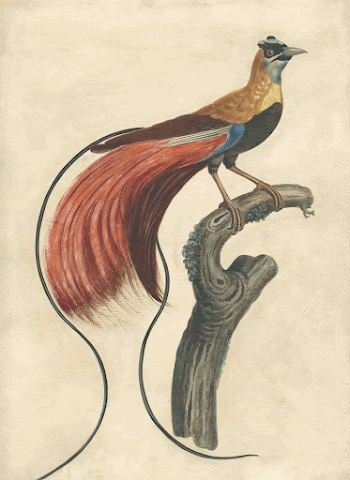 Red-Plumed Bird-of-Paradise (Paradisea Apoda Raggiana), | Free Photo - rawpixel