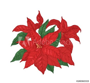 Red poinsettia plant with leaves and bracts hand drawn with contour lines on white background