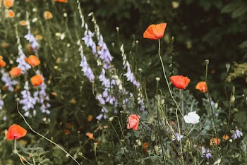Red Poppies