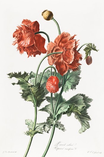 Red poppies (1800) vintage prints | Free Photo - rawpixel
