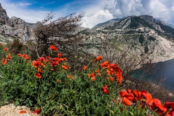 Red Poppies Beside a Body of Water Under Blue and White Cloudy Sky