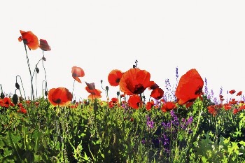 Red poppies border collage element, | Free PSD - rawpixel