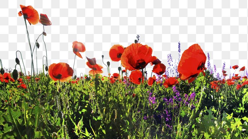 Red poppies png border sticker, | Free PNG - rawpixel