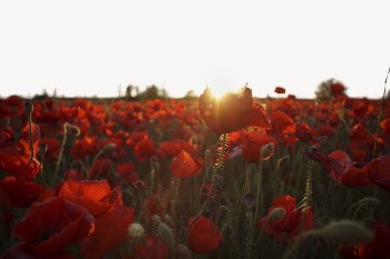 Red poppies sunset border collage | Free PSD - rawpixel