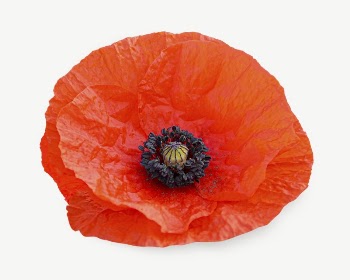 Red poppy  collage element | Free PSD - rawpixel