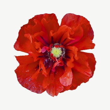 Red poppy collage element, isolated | Free PSD - rawpixel