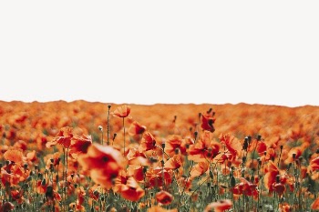 Red poppy flower border, Spring | Free PSD - rawpixel