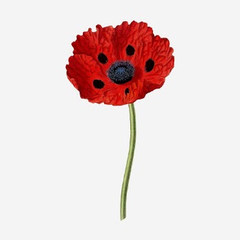 Red poppy flower clipart, vintage | Free Photo - rawpixel