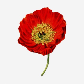 Red poppy flower clipart, vintage | Free Photo - rawpixel