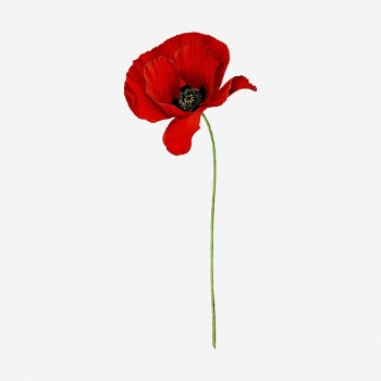 Red poppy flower clipart, vintage | Free Photo - rawpixel